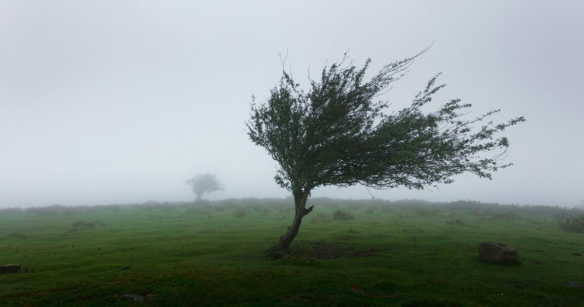 Immagine relativa alla notizia Ord. Sind. n. 25-2025 - misure a tutela della pubblica incolumità per condizioni meteo avverse e rischio caduta alberi o porzioni di alberi a causa del forte vento
