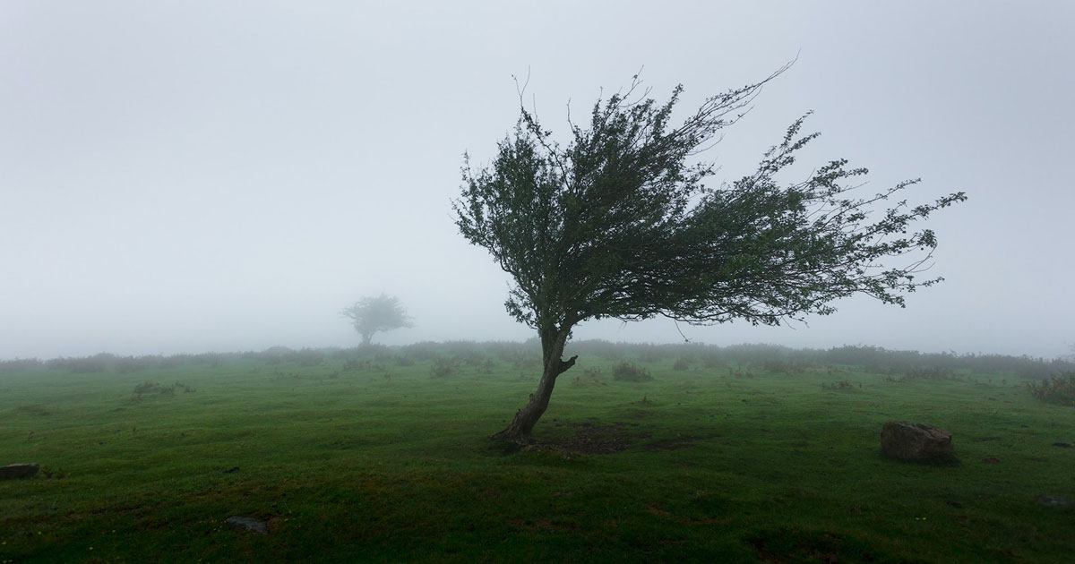 Immagine relativa alla notizia Ord. Sind. n. 3 del 05-02-2023 - tutela pubblica incolumità per condizioni meteo avverse e rischio caduta alberi o porzioni di alberi dovute a forte vento